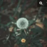 magimagiの画像