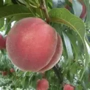 ももこ