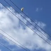 そらねこの画像