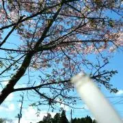 まことの画像