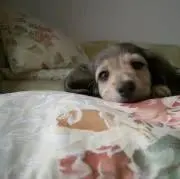 サニーの画像