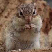 リスの画像