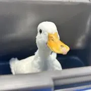 ruꯁꯧの画像