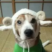 なつのおと