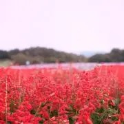 断捨離中ですの画像