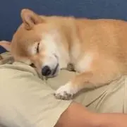 みの画像
