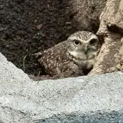 グリモンの画像