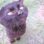 かなめの画像