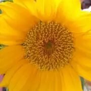 Bee-sun