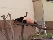 msamamaの画像