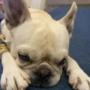 とくちゃん
