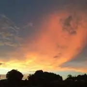 ぴーの画像