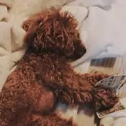 カプカン