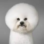 えすたの画像