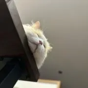 ゆひ