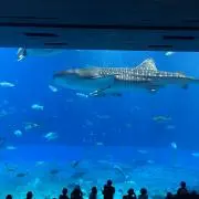 トントンとんかつ