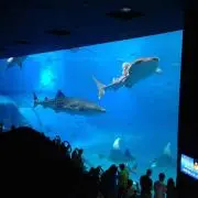 miwaの画像