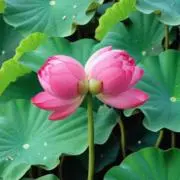 一期一会の画像