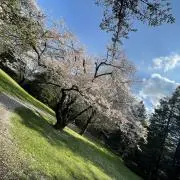 ちろるの画像