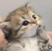 こめの画像