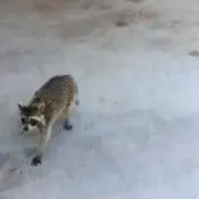 よし