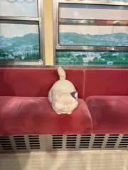 たんこまの画像