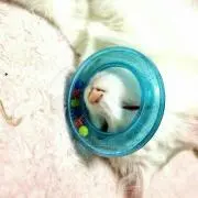 くるまりあんの画像
