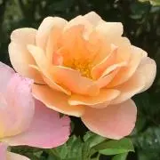 チハルの画像