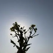 nanohanaの画像