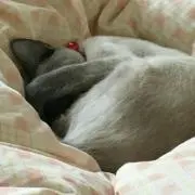 あすころの画像