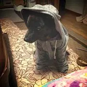 さーたん