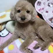 よし