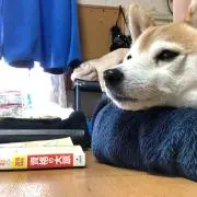 りゅうの画像