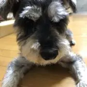 いくの画像