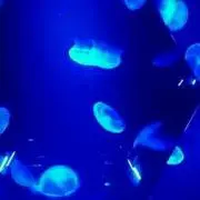 たらこの画像