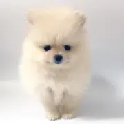 ポメラニアン1