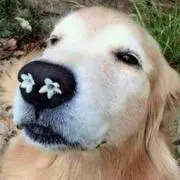 はなの画像