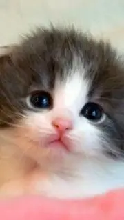 チーちゃんの画像
