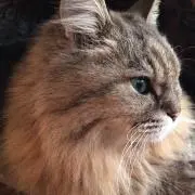 にゃんち