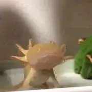 先っちょ