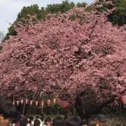 バンブー