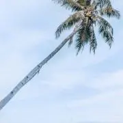 ジジの画像