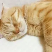 けんの画像