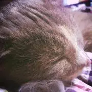 デミ