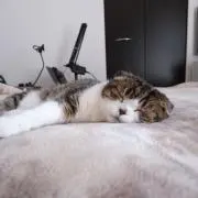 ishiの画像