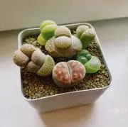 リカの画像