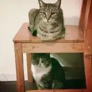 みそあるぽんの画像