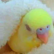 Pukuminnn〇の画像