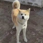 Yesuの画像