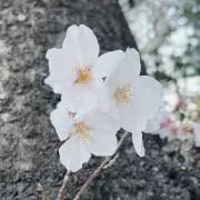 さくらの画像